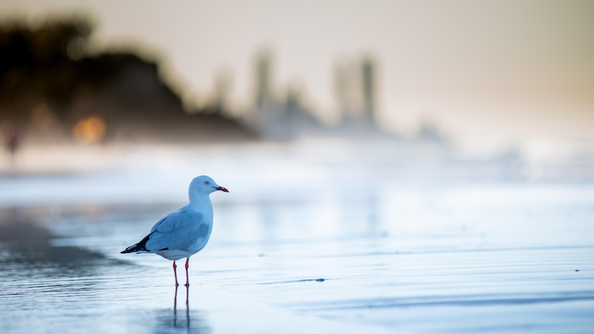 A silver gull, white with red legs, silver wings and black wing tips, looks out to sea while standing at the water's edge.