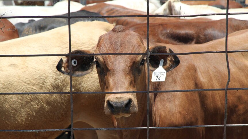 A steer with a Winton Show Steer Trial ear tag looking through the yards.