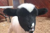 Ralph the abducted lamb