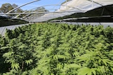 Cannabis crops seized