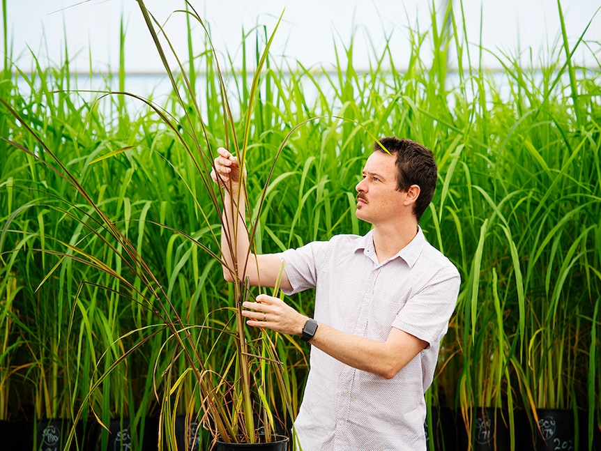 Tobias Kretzschmar holding a black rice plant.