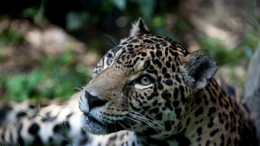 A close photo of a jaguar sitting on the grass. You can see the tip of one of its ear missing.