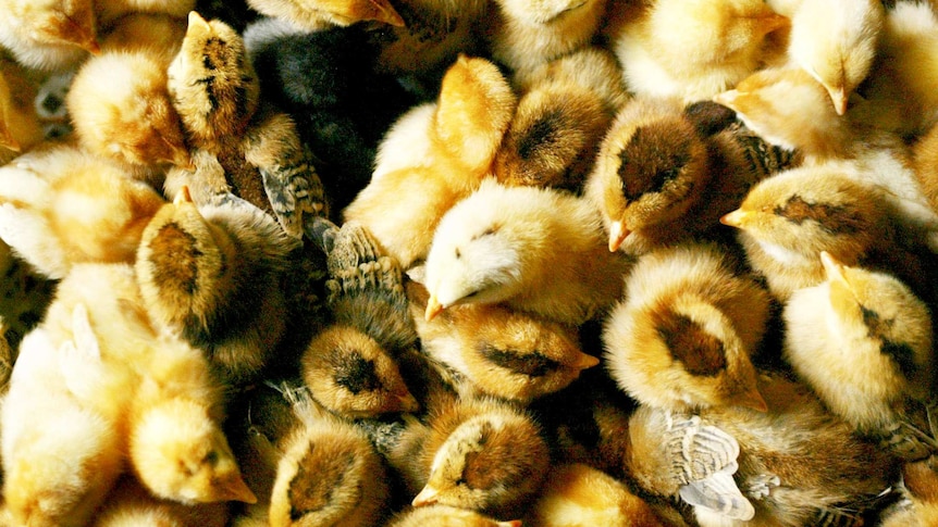 Chicks are bred at a chicken farm