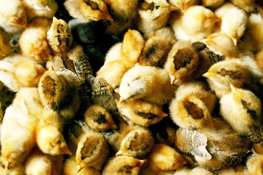 Chicks are bred at a chicken farm