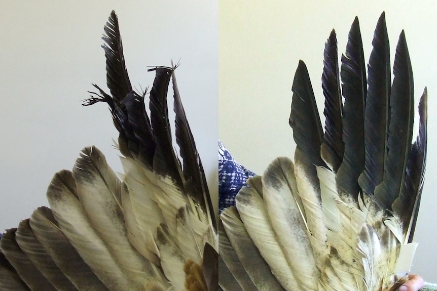 Two photos side-by-side of a bird wing, one with damaged feathers and the other without.