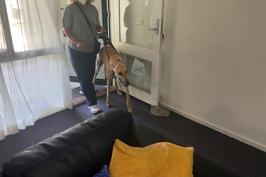 A brown greyhound walking through an open door into a home, lead by a female, whos face you cannot see.