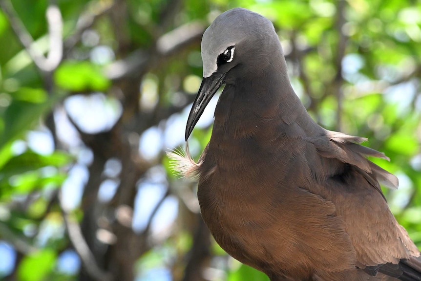 A dark-coloured bird sits in a forested area.