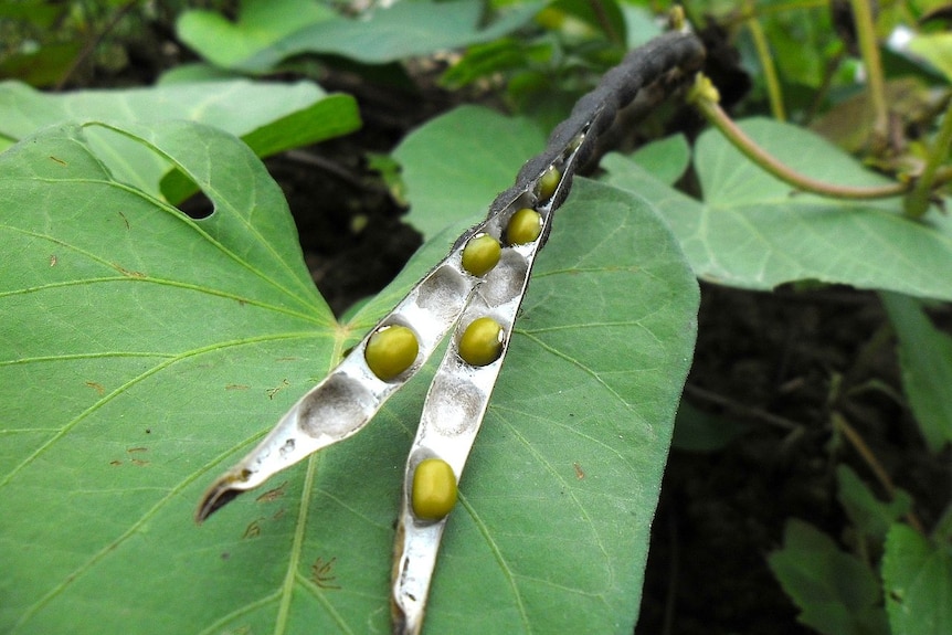 Beans in pod on vine