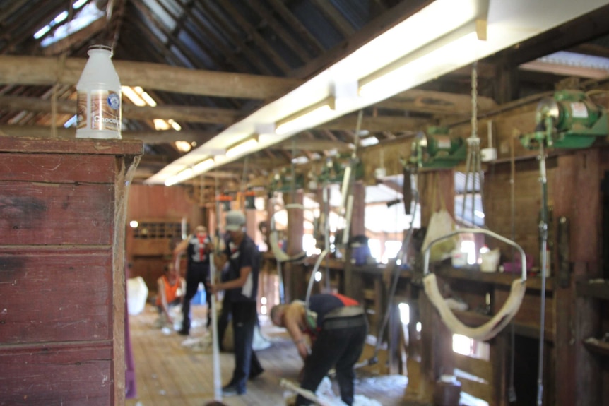 Kimo Station shearing shed.