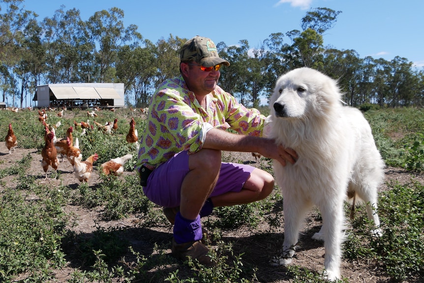 A man pats a fluffy dog in a field with chickens.