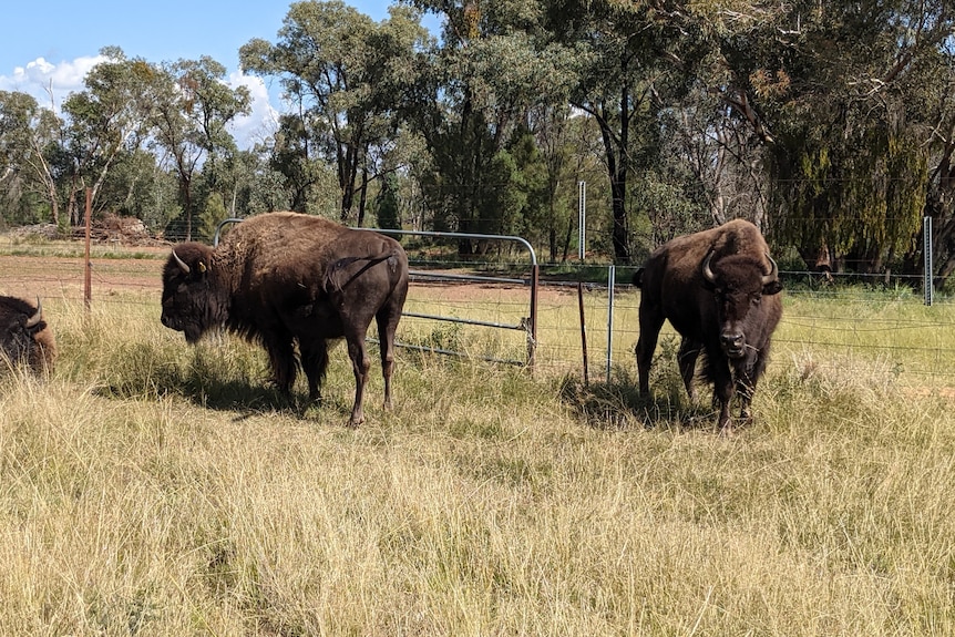 Two bison standing in grass eating with two laying down.