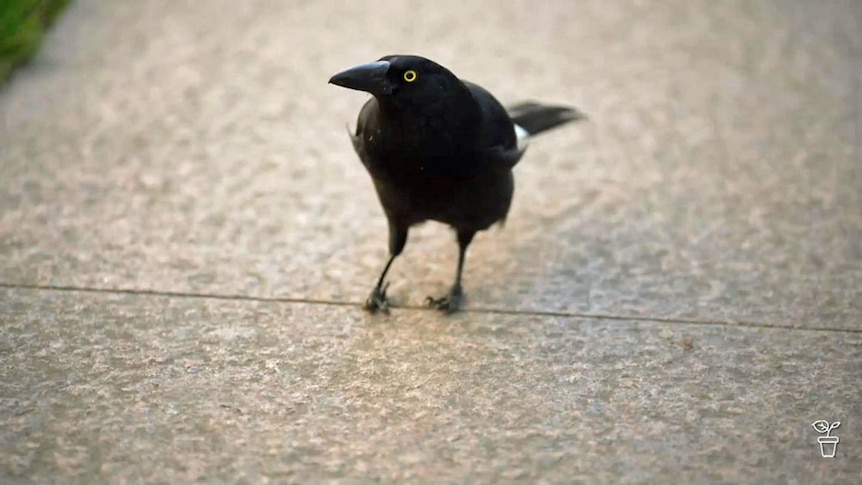 A currawong standing on a path.