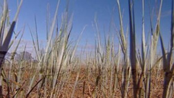 Drought ravaged grain field in Mallee region.