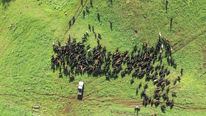 An aerial view of cattle being fed in a green paddock.