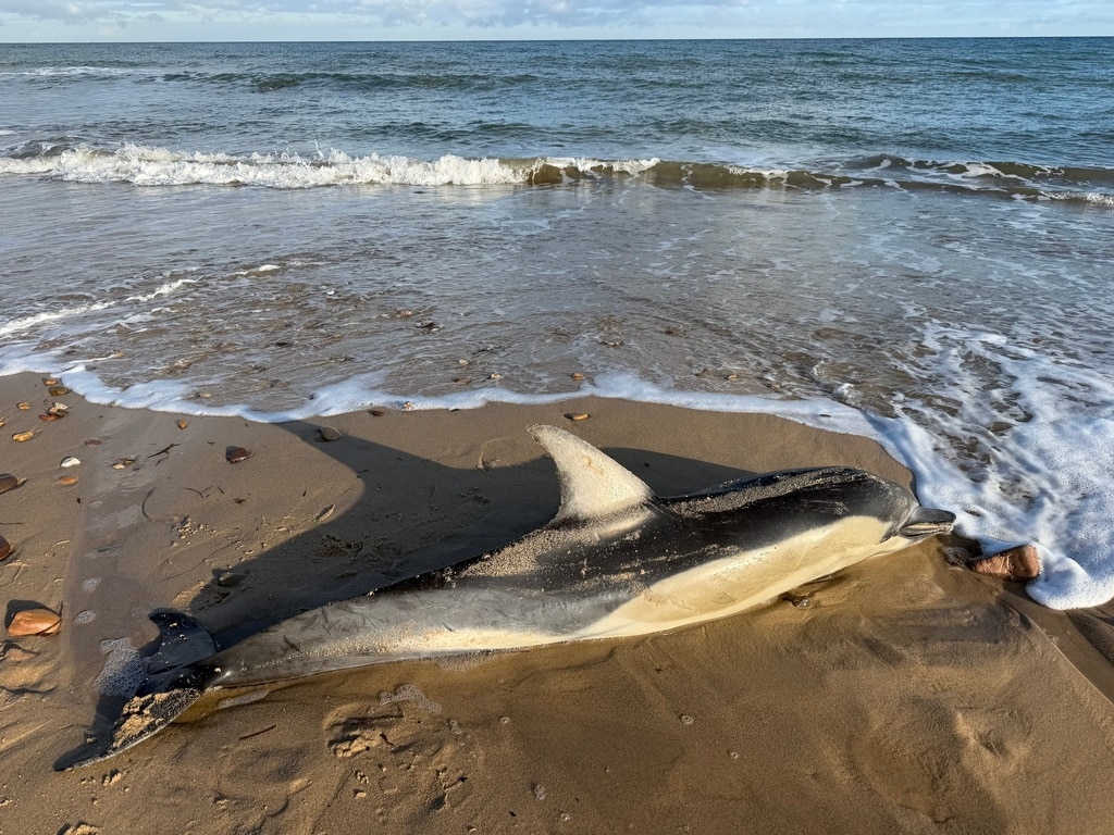 A dolphin laid on wet sand with waves lapping around it