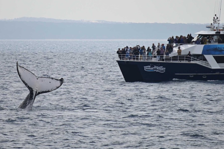 A whale shows off by waving it's tail in front of excited researchers and tourists off Fraser Island.