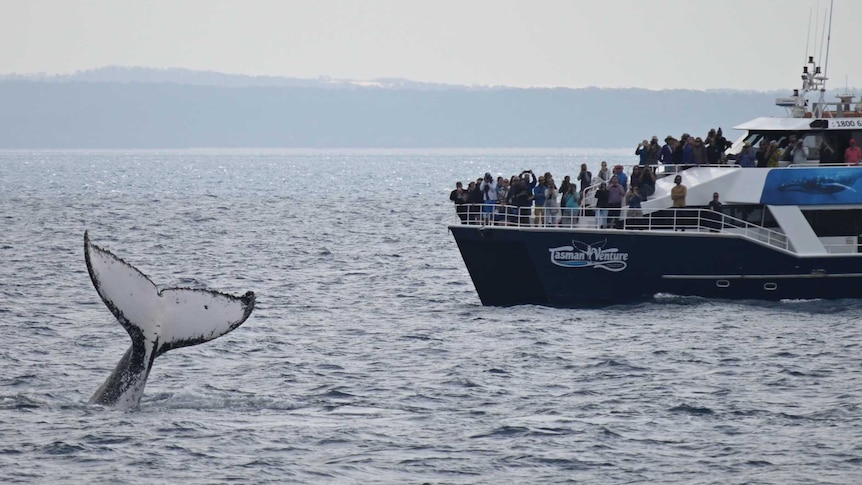 A whale shows off by waving it's tail in front of excited researchers and tourists off Fraser Island.