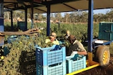 Tomato harvest gets underway at Kalano Farm