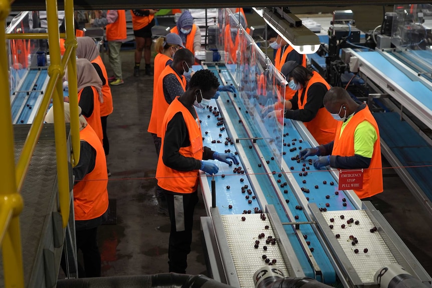 Workers stand in lines by conveyor belts of cherries. They wear masks and high vis vests.