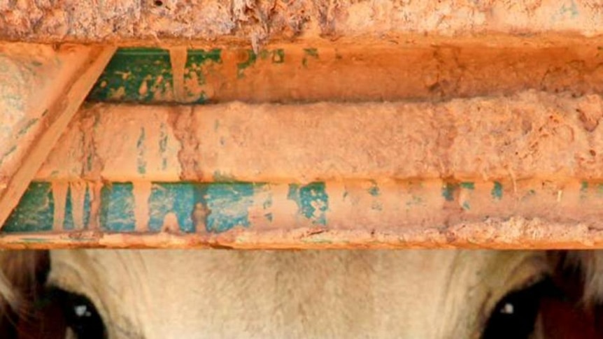 A cow looks from a roadtrain