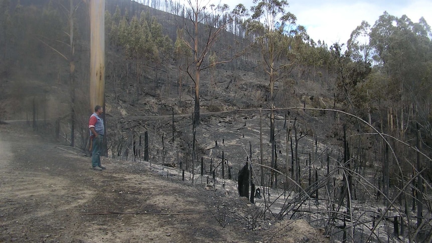 A man stands on a slight hill looking out over blackened bushland. Some trees are still smouldering.