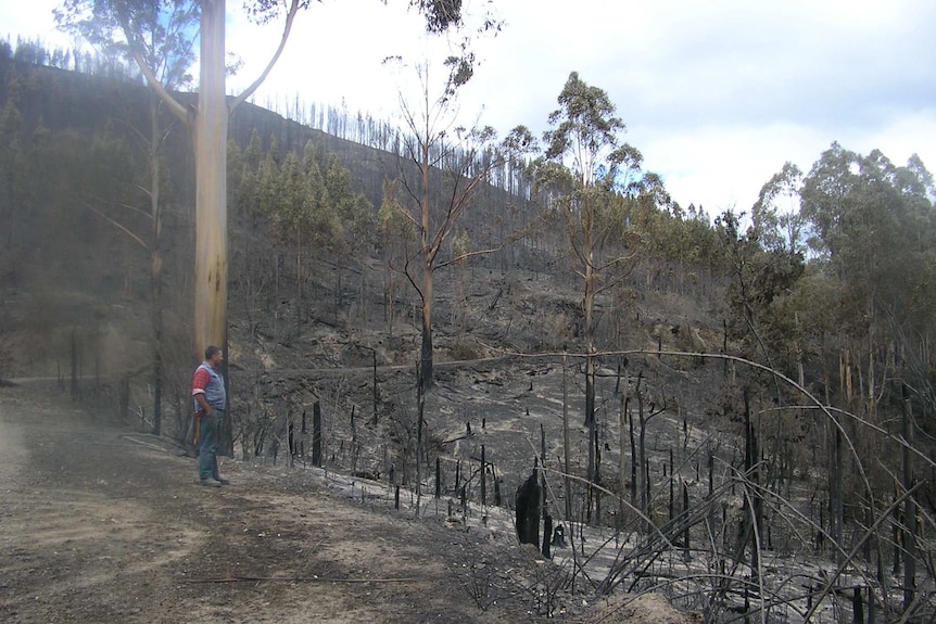 A man stands on a slight hill looking out over blackened bushland. Some trees are still smouldering.