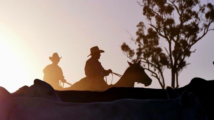 The sun sets on stockmen droving cattle.