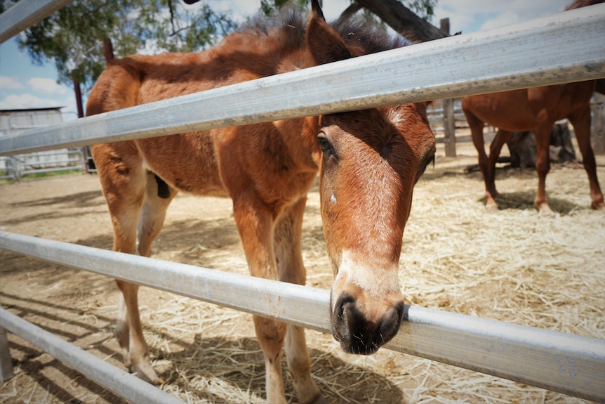 A tan horse peering through the rails of a fence.