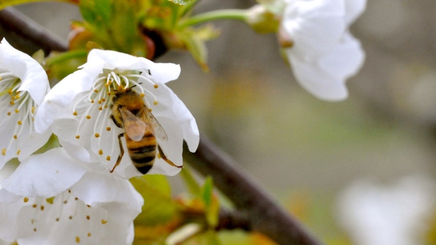 A bee pollinating a cherry flower