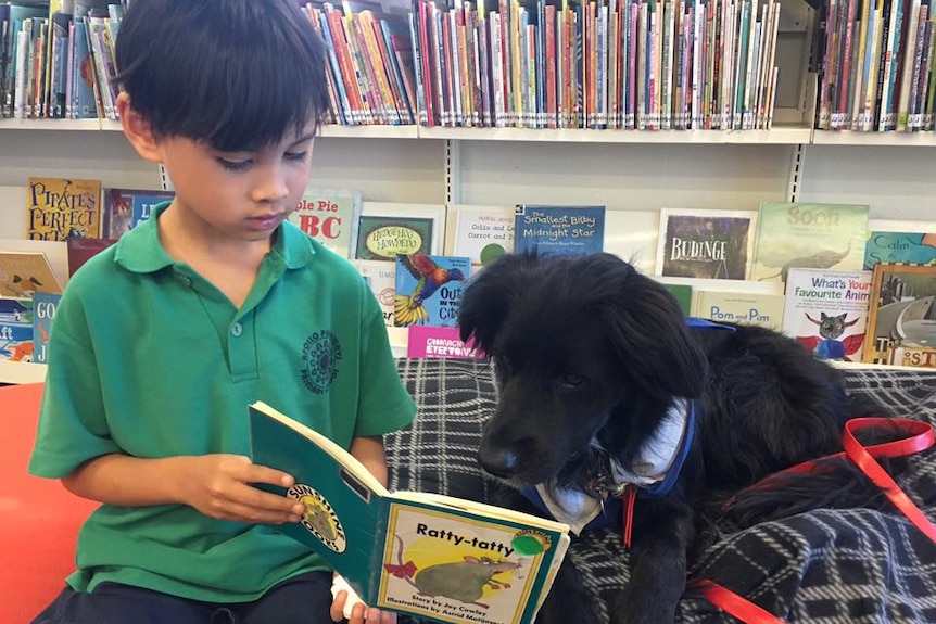 Boy reads a book in a library with a puppy sitting next to him