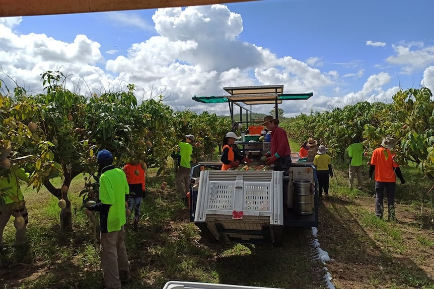 working in farm in Australia