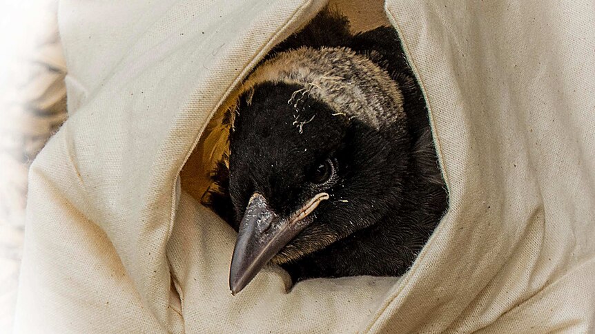 An injured baby magpie in a sling made by a Riverland sewing group.