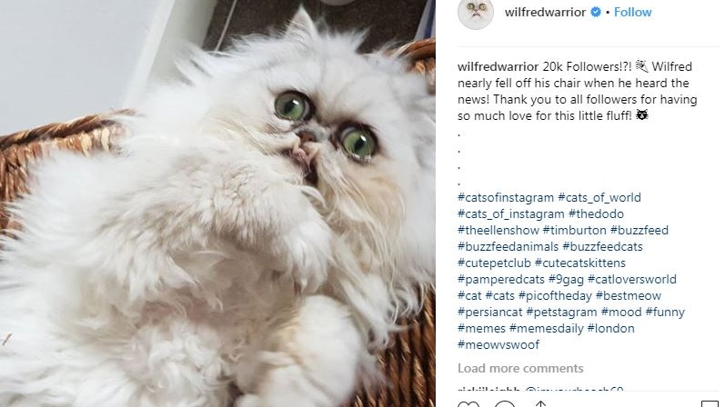 Fluffy Persian cat Wilfred stares at camera with huge eyes and underbite and side bar of Instagram post text.