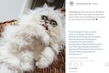 Fluffy Persian cat Wilfred stares at camera with huge eyes and underbite and side bar of Instagram post text.