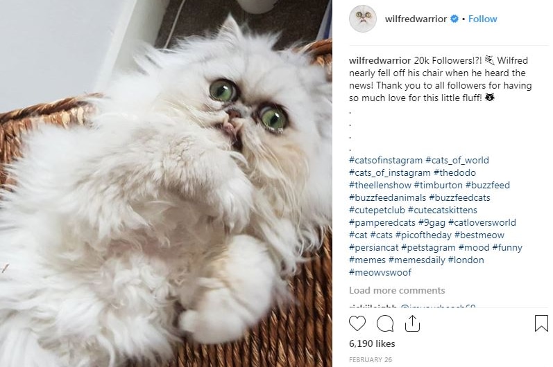 Fluffy Persian cat Wilfred stares at camera with huge eyes and underbite and side bar of Instagram post text.