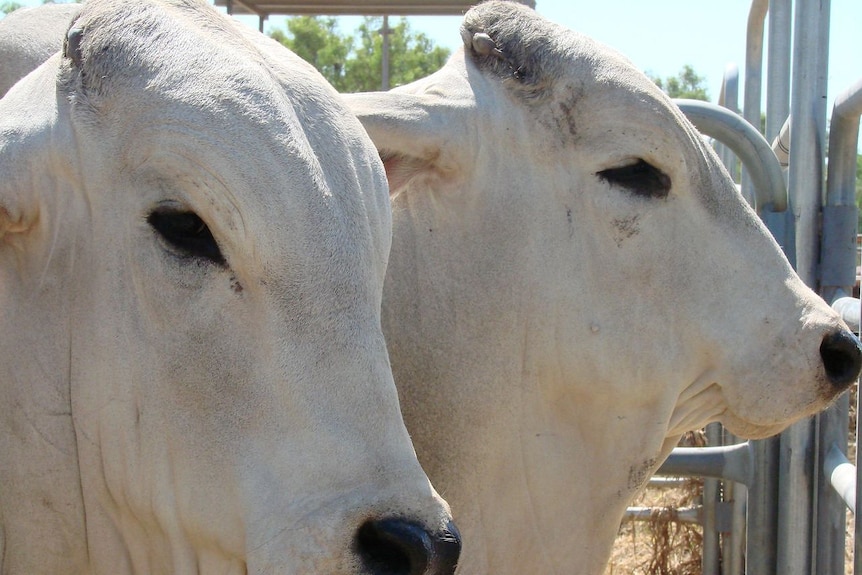 Grey Brahman cattle