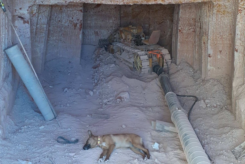 A dark brown dog sleeps on dirt behind a large machine with conveyor belt wheels digging into red and white rock underground.