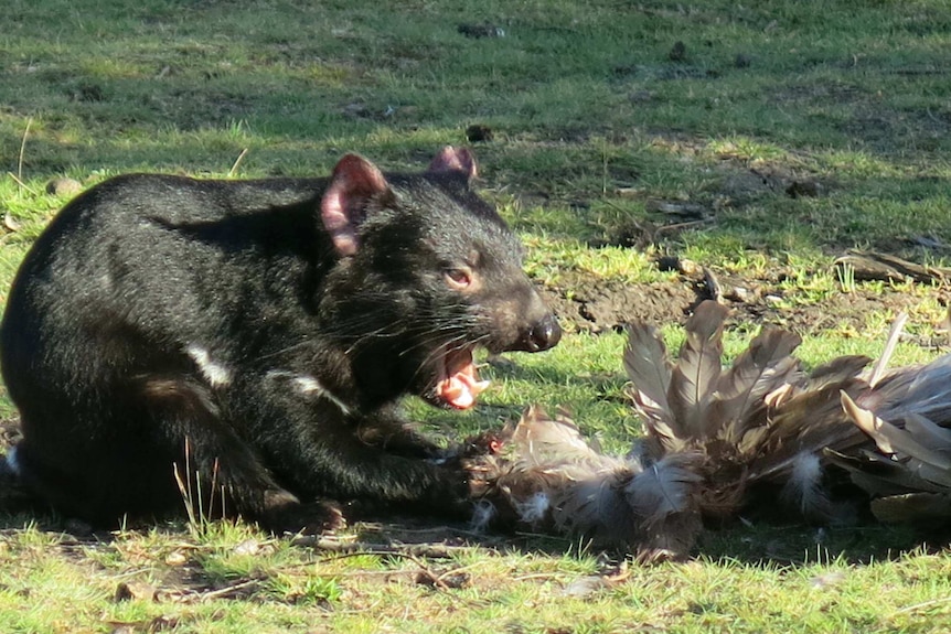 A Tasmanian devil makes a meal of a bird.