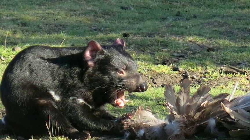 A Tasmanian devil makes a meal of a bird.