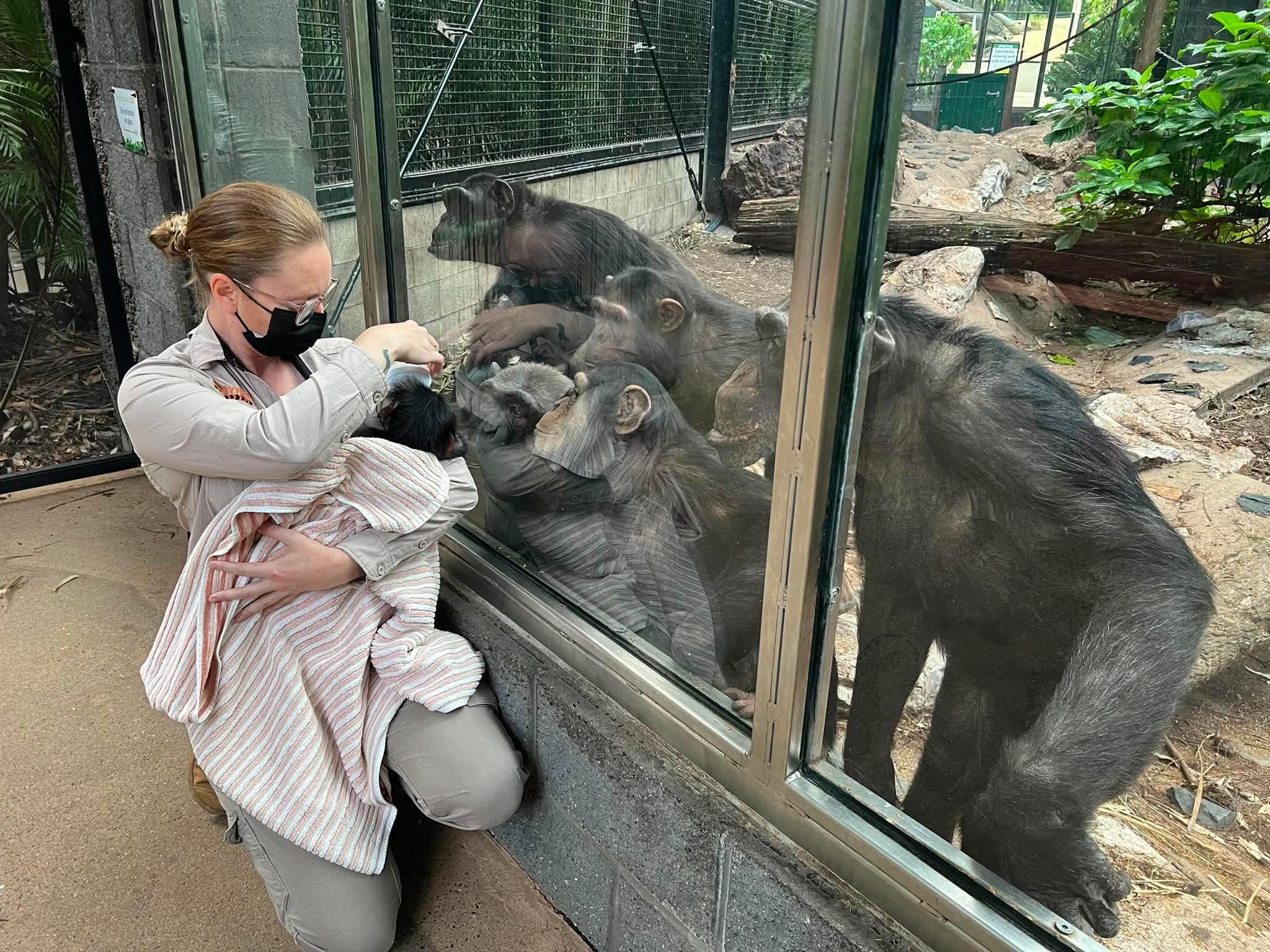 Rockhampton Zoo's attempted reunion between baby chimp and mum ends in aggression