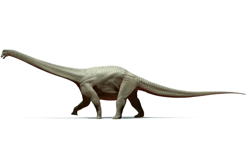 A picture of a sauropod dinosaur with a long neck and tail. 