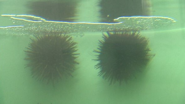sea urchins in a tank