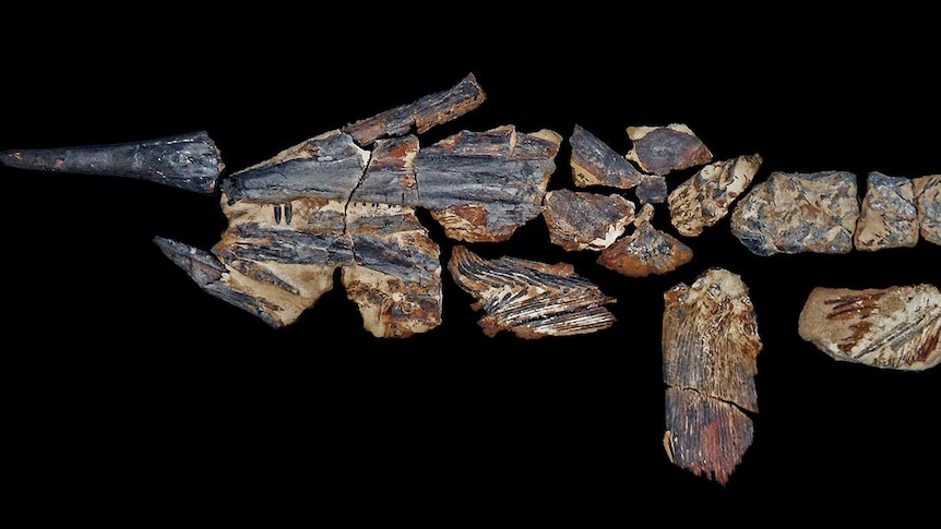 Bones of the rare Australopachycormus, a swordfish-like creature, laid out on a black background