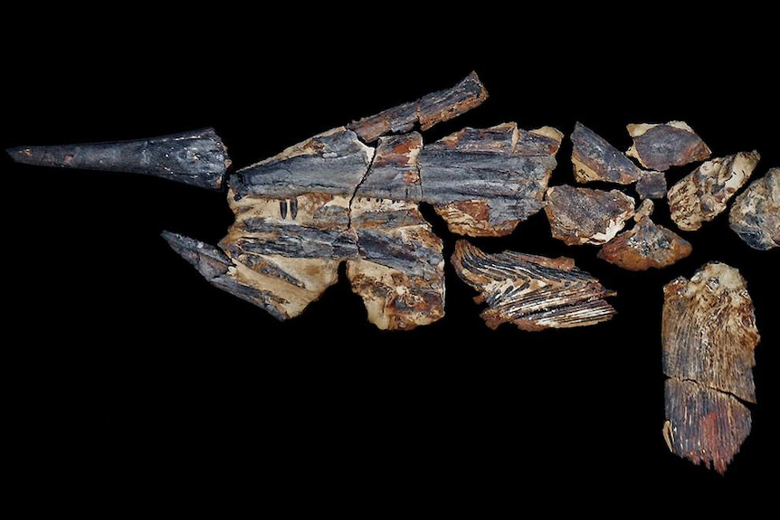 Bones of the rare Australopachycormus, a swordfish-like creature, laid out on a black background