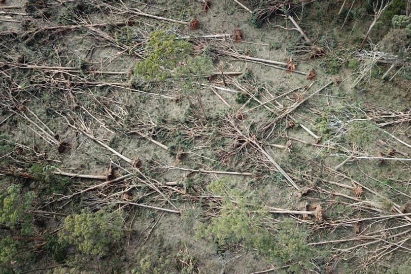 trees uprooted and lying on ground.