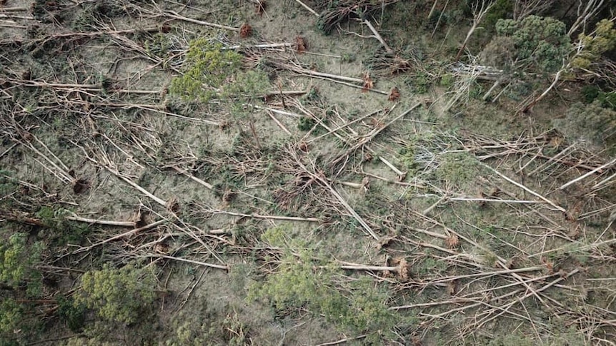 trees uprooted and lying on ground.