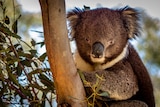 A koala in a tree.