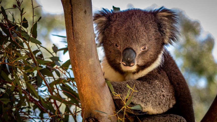 A koala in a tree.