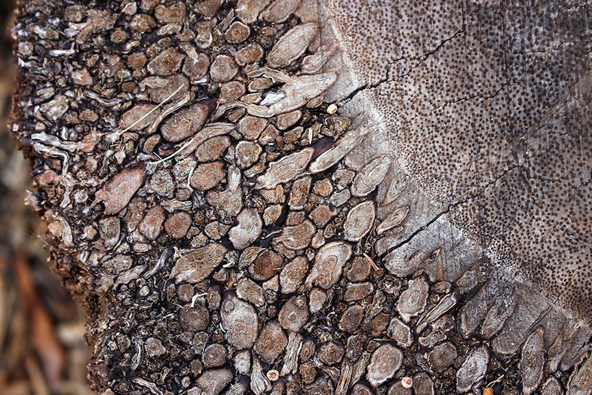 Close up of the patterns on a date palm stump.