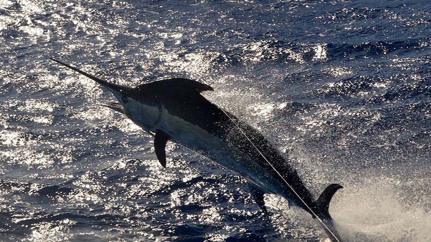 A black marlin leaps from the water